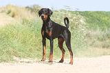 DOBERMANN 888